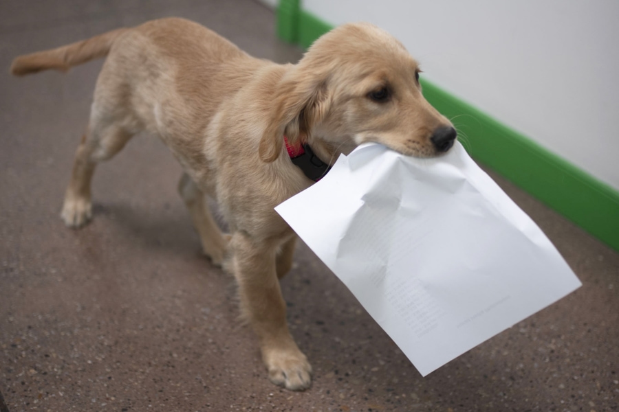 Calgary Creative Agency office dog